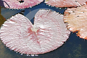 Detail of the lotus leaf