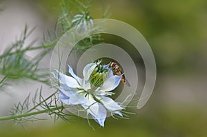 Love in a mist Nigella damascena blue flower