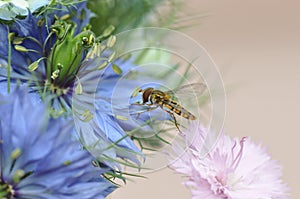 Love in a mist Nigella damascena blue flower