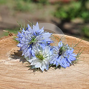 Love in a mist Nigella damascena blue flower