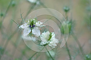 Love in a mist Nigella damascena flower