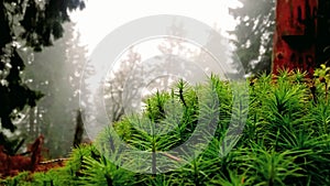 Detail makro zeleného mechu v lese v čisté přírodě.