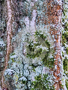 Detail makro zeleného mechu v lese v čisté přírodě