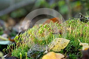 Detail macro of the green moss in the forest.