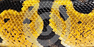 Detail macro of a Pastel ball python scales