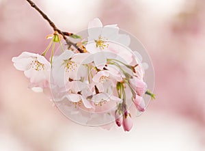 Detail macro photo of japanese cherry blossom flowers