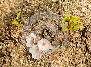 Detail macro photo of japanese cherry blossom flowers