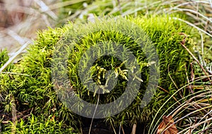 Detail of a macro shot on a fresh tree moss