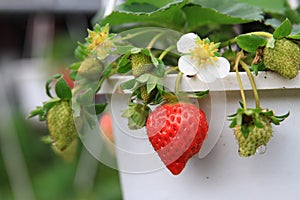 Detail macro shot of Strawberry
