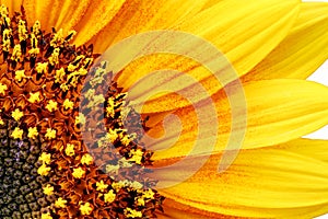 Detail, macro shot of a sunflower
