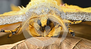 Detail of Madagascar comet moth