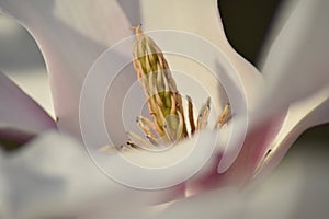 Magnolia flower detail photo