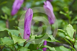 Detail of Magnolia liliiflora flower. photo