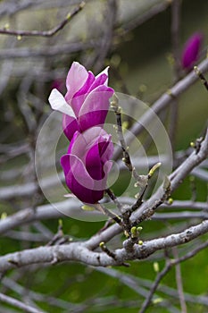 Detail of magnolia x soulangeana flower in bright purple and white blooming in the spring sunshine on the green lawn