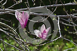 Detail of magnolia x soulangeana flower in bright purple and white blooming in the spring sunshine on the green lawn
