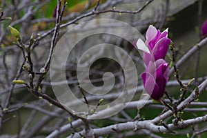 Detail of magnolia x soulangeana flower in bright purple and white blooming in the spring sunshine on the green lawn