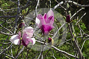 Detail of magnolia x soulangeana flower in bright purple and white blooming in the spring sunshine on the green lawn