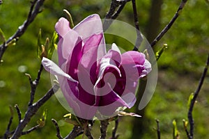 Detail of magnolia x soulangeana flower in bright purple and white blooming in the spring sunshine on the green lawn