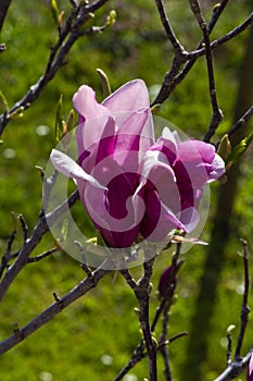 Detail of magnolia x soulangeana flower in bright purple and white blooming in the spring sunshine on the green lawn