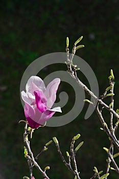 Detail of magnolia x soulangeana flower in bright purple and white blooming in the spring sunshine on the green lawn