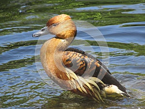 Majectic brown duck with grey beak  is standing in the water.