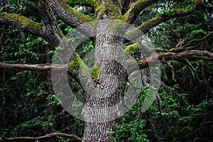 Detail of majestic oak tree in forest