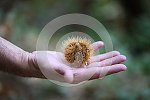 detail of a man's hand holding a chestnut in its spiked shell in his palm