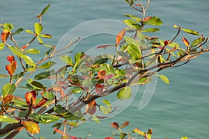 Detail of mangrove leaves, Thailand