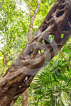Detail of a Mangrove trunk in Daintree Rainforest, unique natural formation, Port Douglas, Queensland, Australia