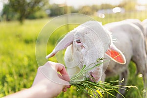 Detail of mans hand feeding sheep with grass. Sunny meadow.