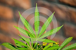 Detail of marijuana leaf
