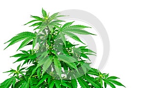 Detail of marijuana plant