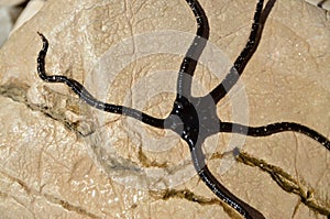 Detail of a marine animal Long-hose tubing echinodermata
