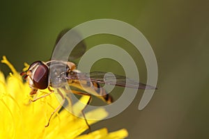 Detail of marmelade hoverfly