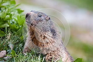 Detail of marmotte in grass, Switzerland Alps photo