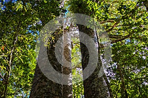 Kauri tree in a forest in New Zealand photo