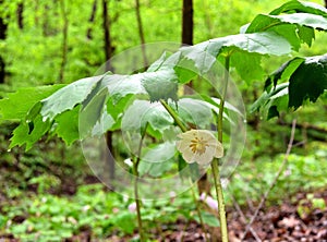 Detail of a mayapple flower and green leaves growing in a spring forest.