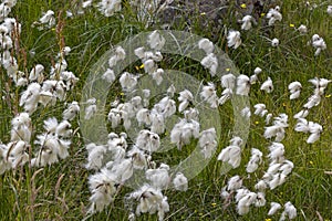 Detail of a meadow with cottongrass. Eriophorum cottongrass, cotton-grass or cottonsedge is a genus of flowering plants