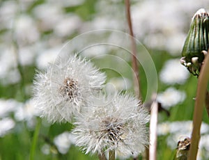 Detail of a meadow with faded dandelions