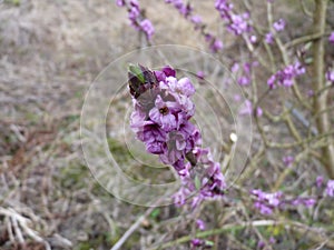 Detail of mezereon Daphne mezereum blooming in spring forest