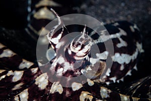 Detail of Mimic Octopus in Lembeh Strait