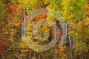 Detail Minnesota Hillside October photo