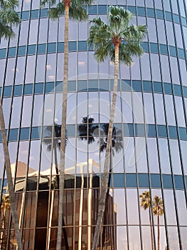 Detail of modern glass building and palm trees in Los Angeles, California.