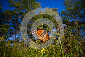 Detail of monarch butterfly Danaus plexippus in Ontario provin