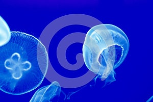 Detail of Moon Jellies