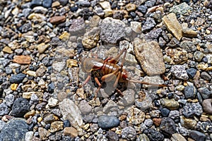 Detail of a Mormon cricket in the wild on a gravel surface