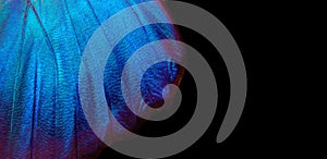 Detail of morpho butterfly wing. selective focus.