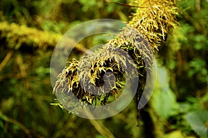 Detail of a moss on a branch of a tree photo