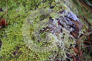 Detail of moss on dead tree - forest edition