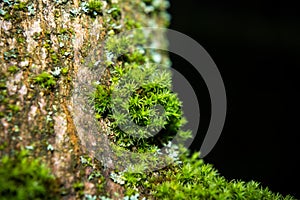 Detail of moss growing on tree branch